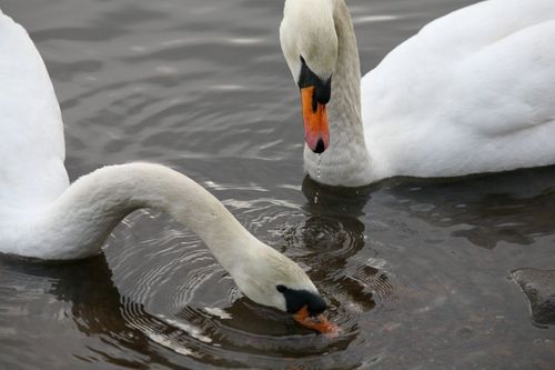 När forskarna följer spridningen av fågelinfluensan H5N8via flyttfåglarnas rutter slutar de sista kända fallen med svanar i Stockholm.