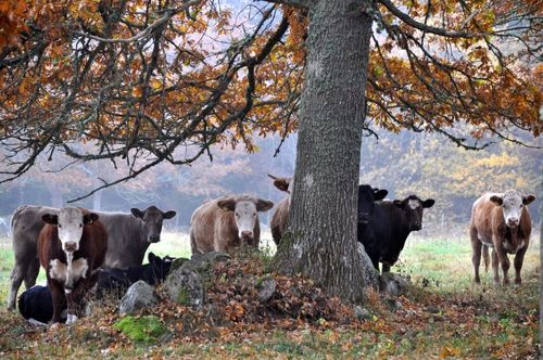 SMMI vill få ner djurhållningen men vill inte att naturbeten ska slås ut i första hand.