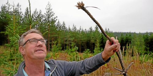 Får skyddsjakt efter kampen mot älgskadorna