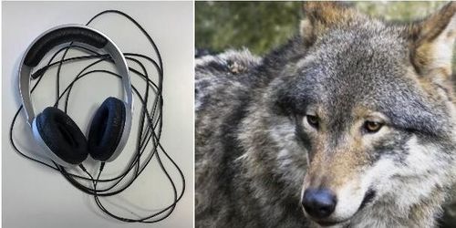 Jakthärvan: Bevis omvärderade med bättre hörlurar