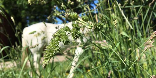 Sockerstudie förenklar val av tid för skörd