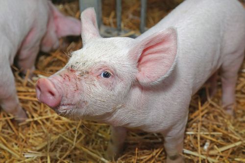 Mellby gård växlar upp