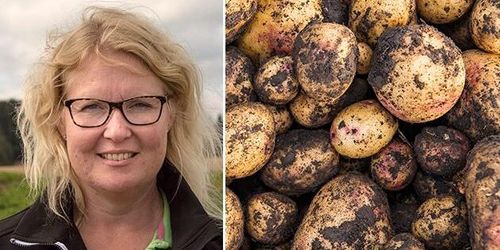 Potatis är framtiden – men inte till vilket pris som helst