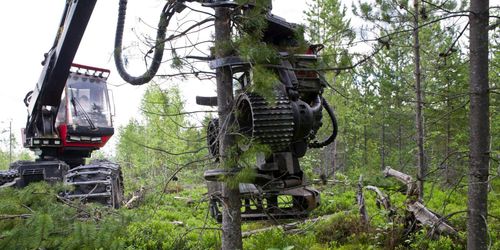 Contortan ”en invasiv art” – nu i högsta riskklassen