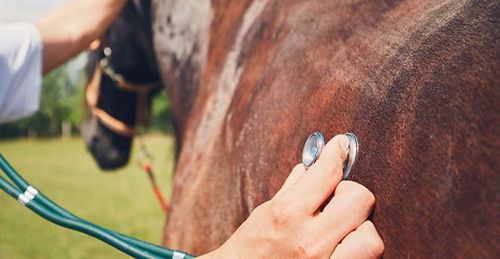 Trots djurförbudet som gällde hovbärande djur fortsatte veterinären att behandla hästar. Arkivbild.