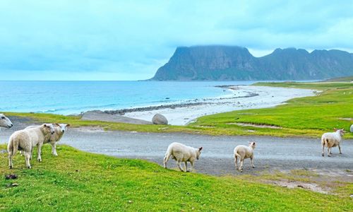 1 000 ton fårkött blir pälsdjursföda
