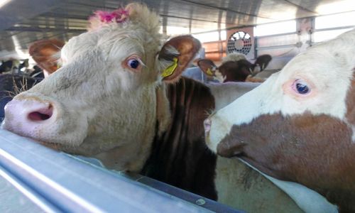 Smittskyddsärende mot Sverige läggs ned