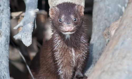 Aktivister åtalas efter aktion mot minkfarm