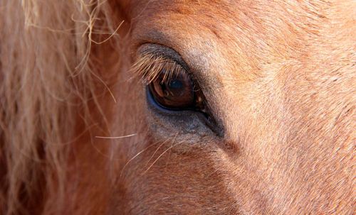 Man dömd för tidelag med häst