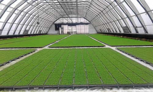 Nu kasseras miljontals skogplantor