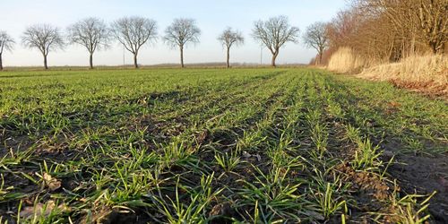 Höstvete för 70 000 kronor stulet