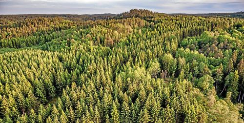 Han ska basa i Södra-skogen