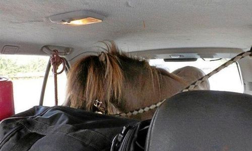 Bilist stoppades av polisen - hade en ponny i bakluckan