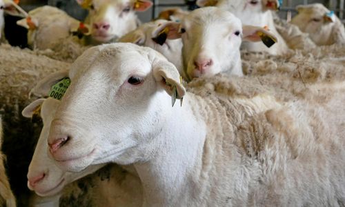 Storbritannien kan få stödköpa kött