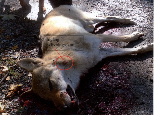 Friande dom mot vargskytt står fast