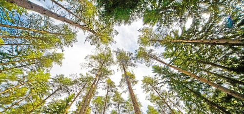 FSC svarar på kritiken