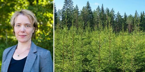 ”Vi måste också prata om att skogen växer”