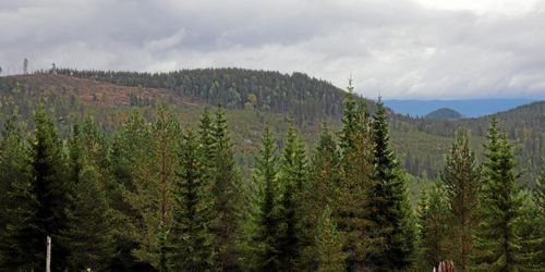 Fortsatt uppåt för skogspriserna