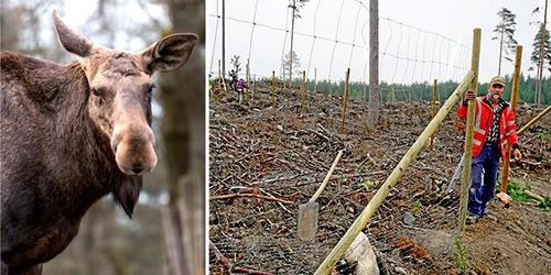 Större hägn – så ska älgens påverkan exponeras