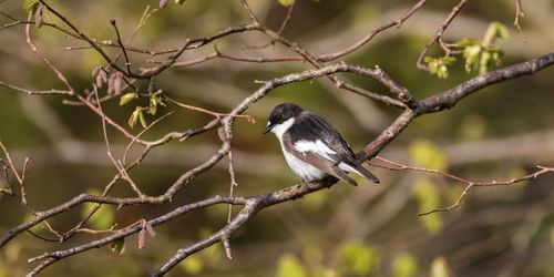 Mer löv gynnar fågellivet