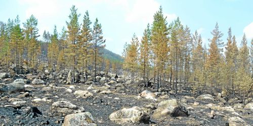 SCA: 600 hektar skog har brunnit ner