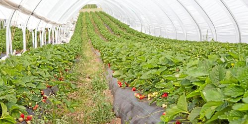 Rädda svensk produktion med karantän