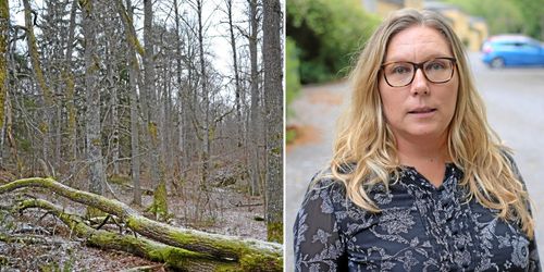 WWF: ”Nyckelbiotoperna nya rovdjursfrågan”