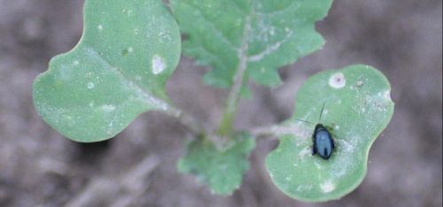 Varning för rapsjordloppan