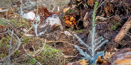 Bra resultat i föryngringarna