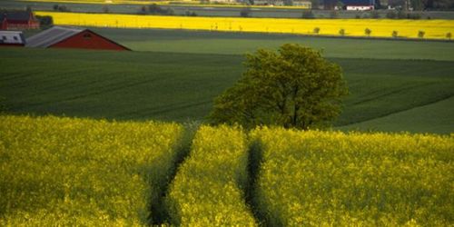 Loppor äter upp höstrapsen