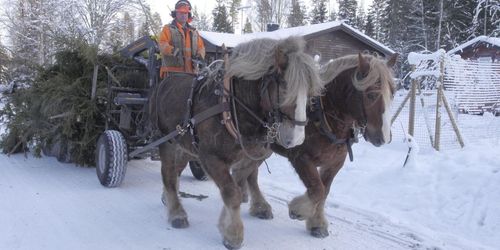 Specialvagnar ger bättre kontakt med hästarna