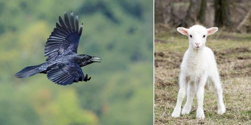 Fårbönder varnar för korpar: ”Riktigt otäcka”