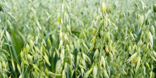 Rekord för höstvete och havre