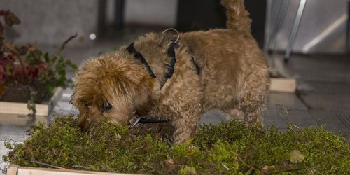 Möt mördarsniglarnas nya fiender