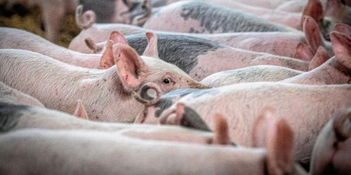 Lättnader på gång för foderförbud