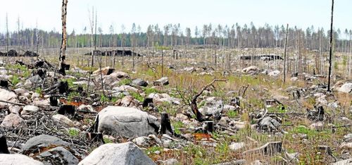 Nya säkerhetsrutiner ska förebygga skogsbränder