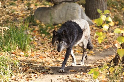 Vargattacker i Hedemora – hund och får dödade
