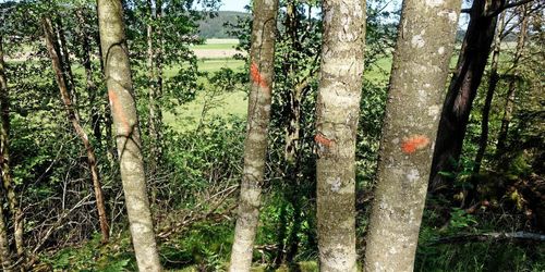 ”Inventeringen av nyckelbiotoper rättsosäker”