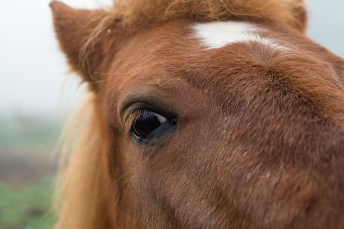 Häst kan ha plågats ihjäl