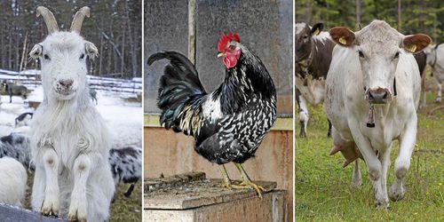 Oro när intresset för lantraserna minskar