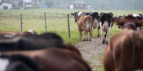 Svar direkt: ”Vi nystartar där andra avvecklar”