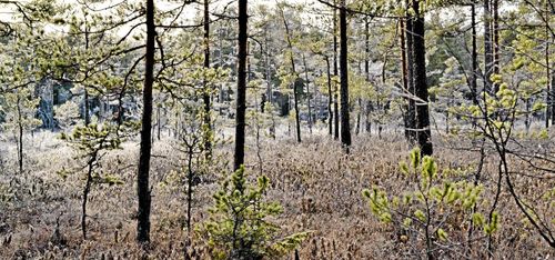 Frivilliga avsättningar ska kartläggas