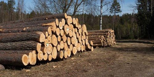 Södra höjer virkespriserna