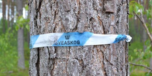 Sveaskog: Lägre priser gav lägre resultat