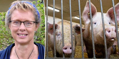 Kvävgas i skum kan göra slakten bättre