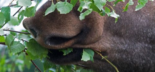 Uppdraget – rädda tallen från älgarna