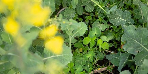 Inga skäl att oroa sig för kompanjongrödor