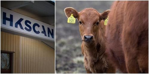 Ökad slakt i alla kategorier – störst för kalv