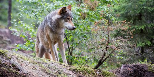 Fler vargar i Sverige