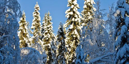 Skogsarbetare omkom i Säffle